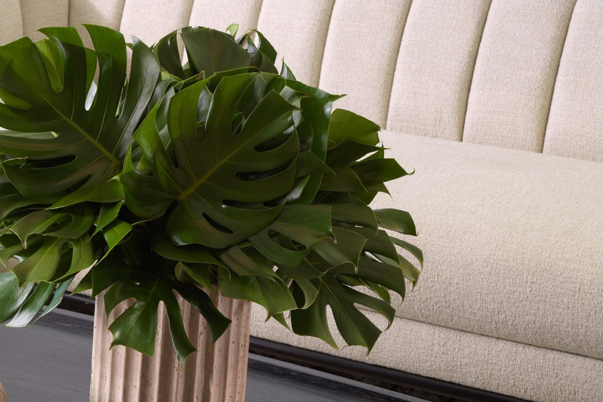 Monstera auf dunklem Couchtisch vor hellem Sofa