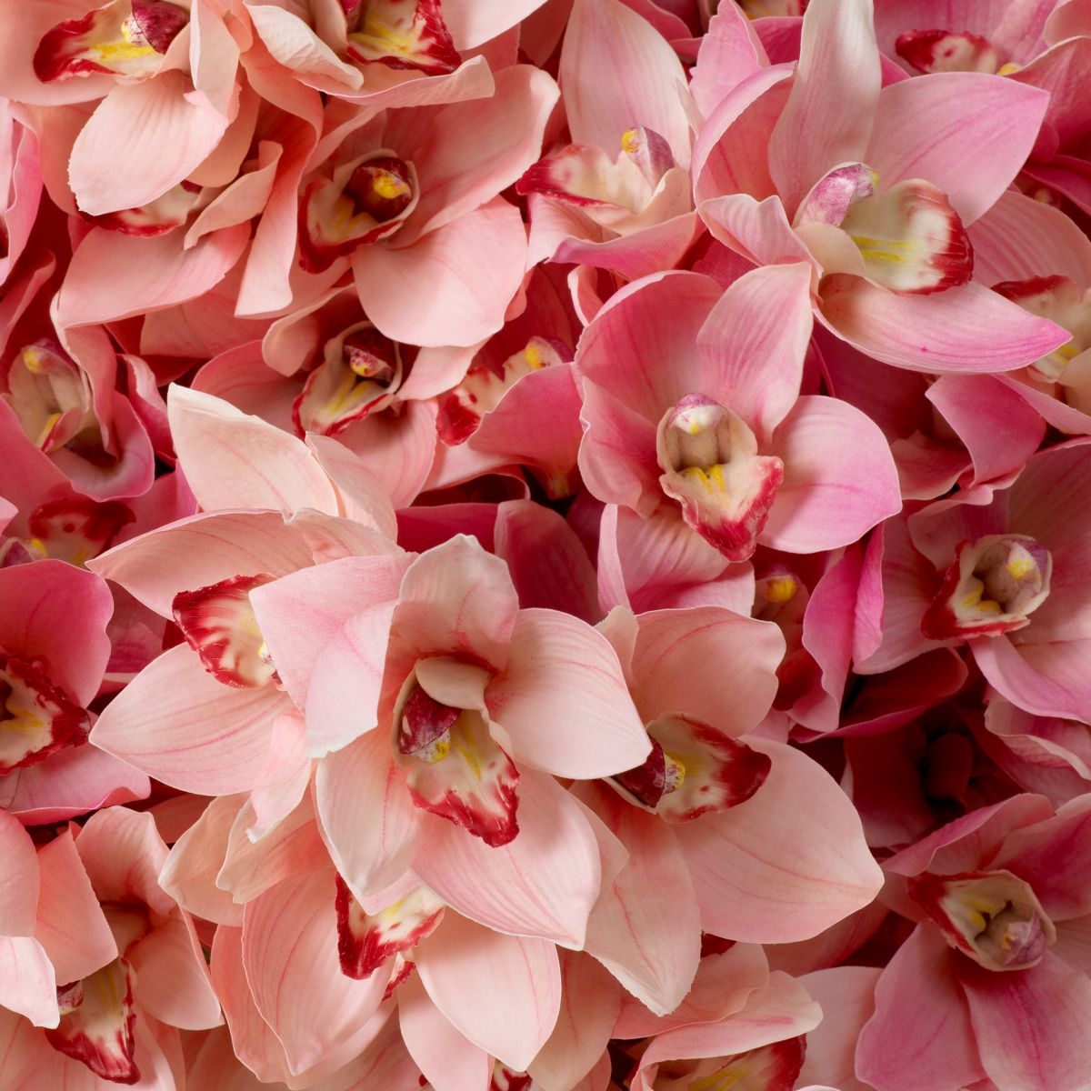 Bouquet of Cymbidium Orchids real touch 36 pcs