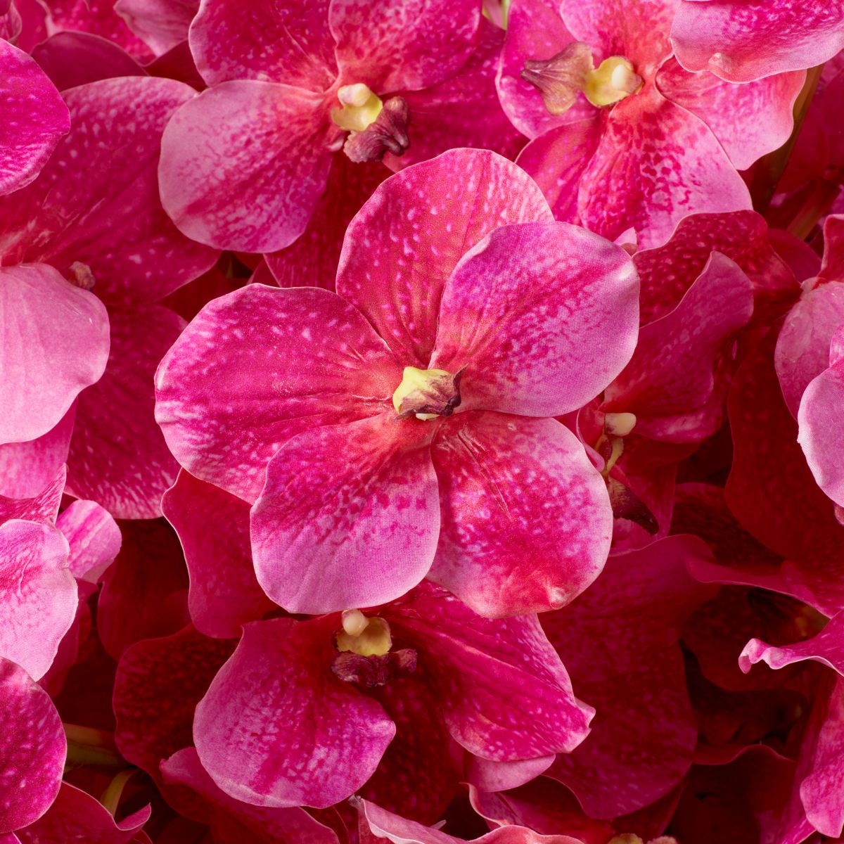 Bouquet of Vanda Orchids real touch 24 pcs