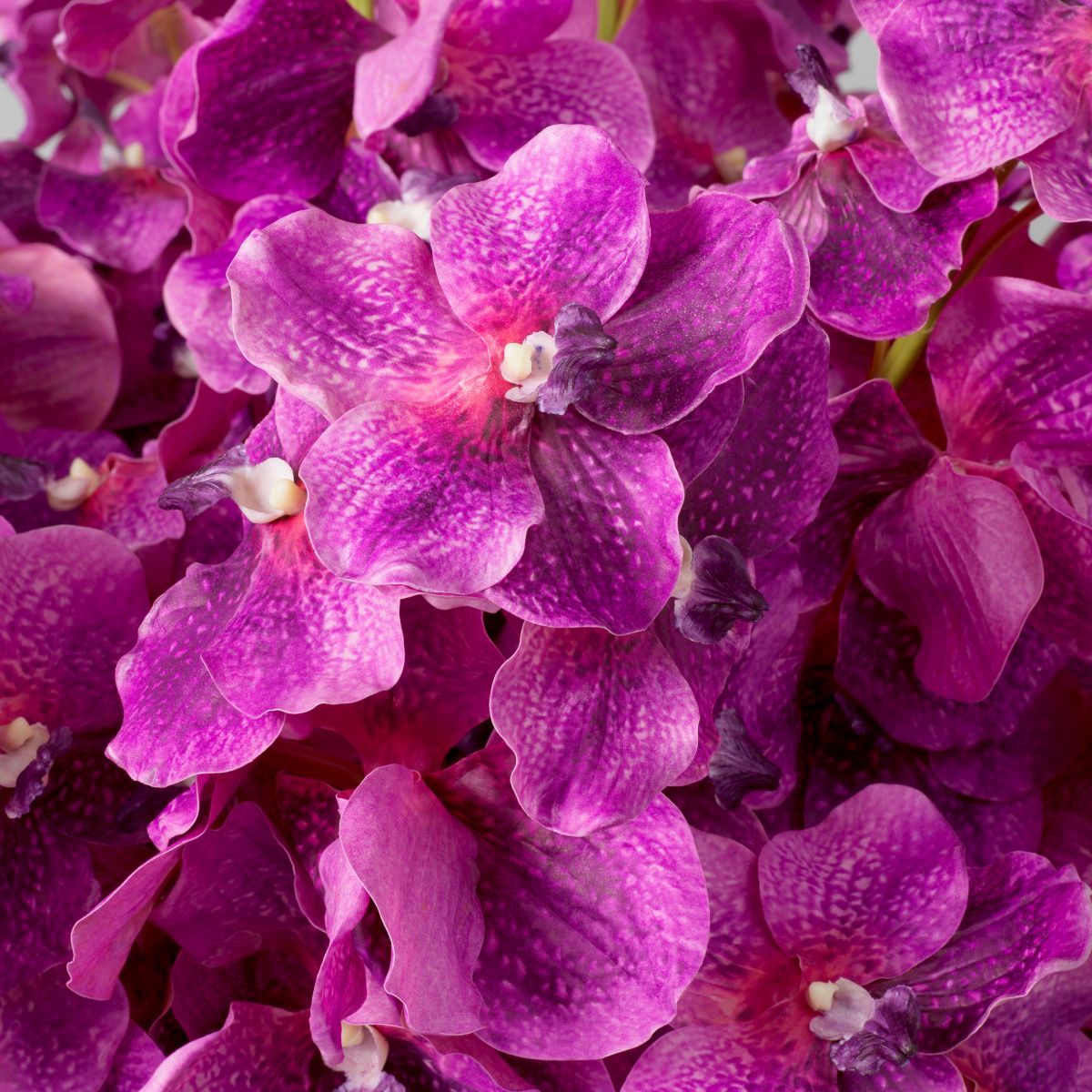 Bouquet of Vanda Orchids real touch 24 pcs